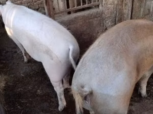Cerdos (lote, sexo no especificado), 