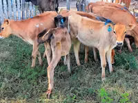 Cow, Jersey breed — photo 3