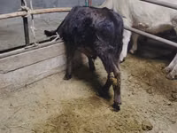 Bull, Cattle — photo 1