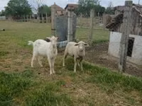 Carnero, Merino sheep — foto 2