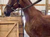 Faras dhaddig, Dutch warmblood horse — sawirka 4