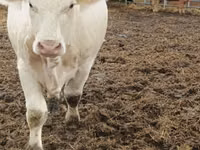 गाय, Charolais cattle — फ़ोटो 2