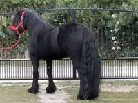 Horse (M), Fell pony — photo 3