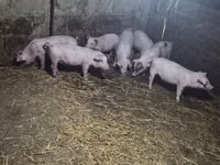 Boar — photo 5
