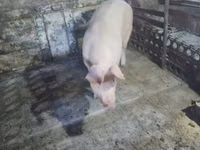 Sow, Pigs — photo 2