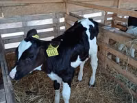 Bull, Holstein breed — photo 3