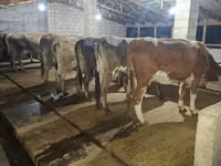 Cow, Alatau breed — photo 2