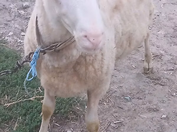 Ram, Sheep