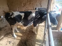 母牛, Russian Black pied cattle — 照片 1