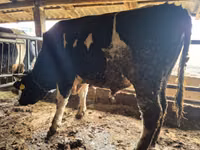 सांड, Russian Black pied cattle — फ़ोटो 1