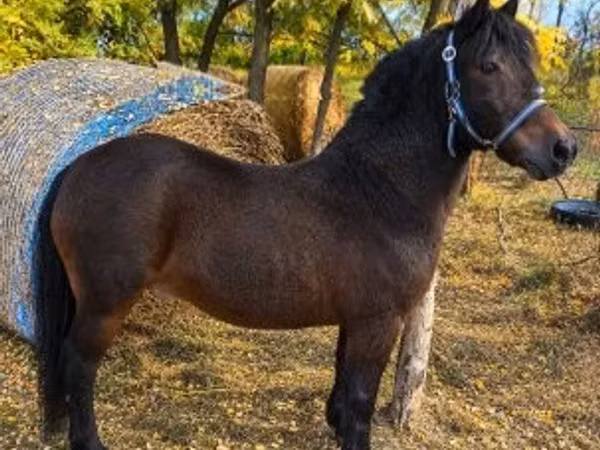 Faras, Horses