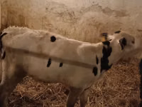 Bull, Russian Black pied cattle — photo 2