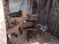 公山羊, Goats — 照片 1