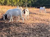 Goat, Boer goat — photo 8
