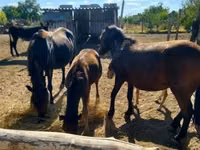 Caballo, Caballos — foto 2