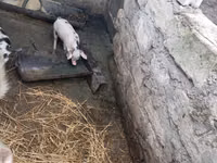 Boar — photo 3