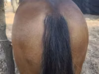 公马, Horses — 照片 3