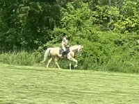Farasi dume, Racking Horse — picha 1