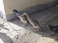 إنديان رانر — الصورة 5