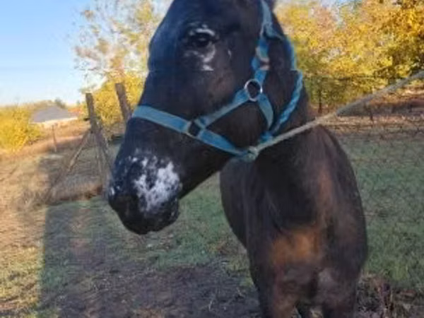 Faras dhaddig, Mule