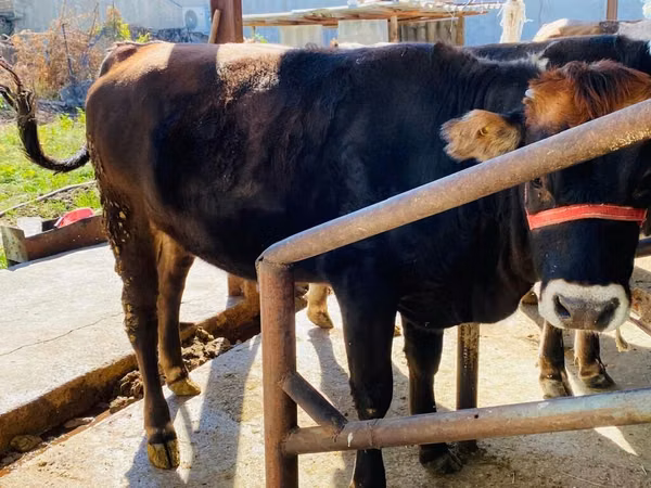 Bull, Swiss cattle