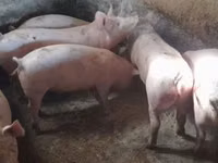 Sow, Pigs — photo 8