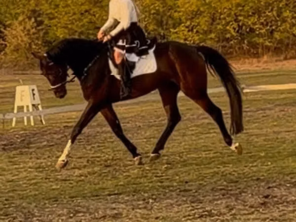 Hengst, Hanoverian