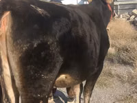 Cow, Swiss cattle — photo 1