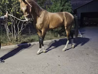Horse (M), Akhal-Teke — photo 1