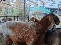 نعجة, Arashan sheep — الصورة 2