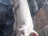 Sow, Pigs — photo 1