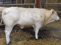 Toro, Blonde d’Aquitane cattle — foto 4