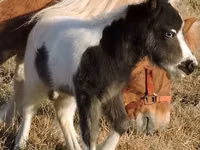 Faras, Miniature horse — sawirka 4