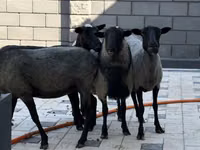 Kondoo jike, Hissar sheep — picha 3