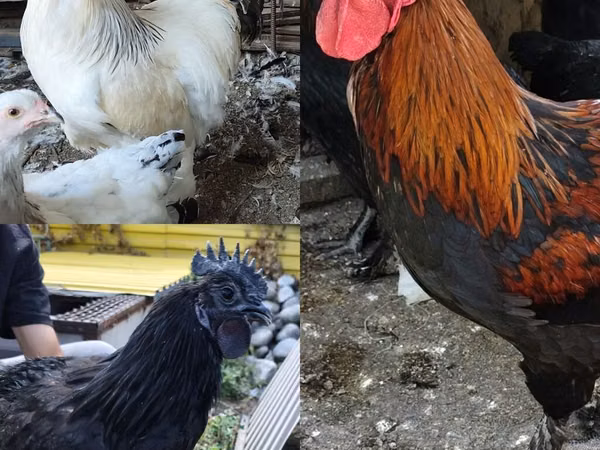 Brahma