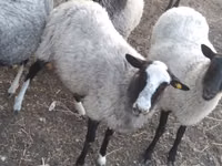 भेड़, Romanov sheep — फ़ोटो 2