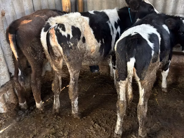 母牛, Russian Black pied cattle