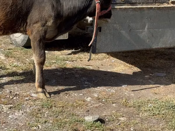 गाय, अलाताऊ नस्ल