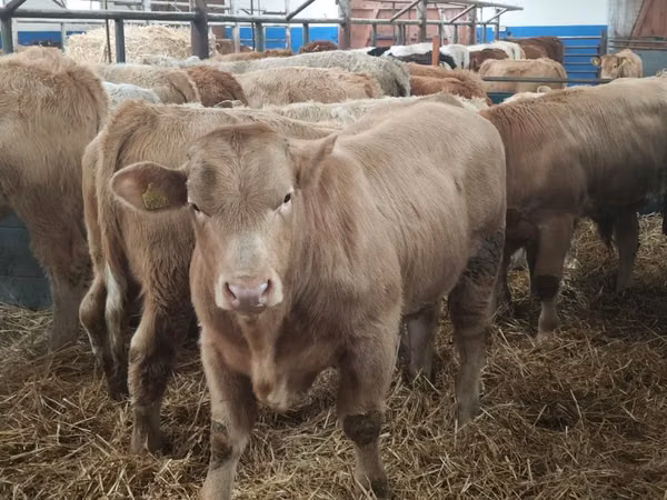 Ng'ombe (kikundi, jinsia haijatajwa), Simmental cattle