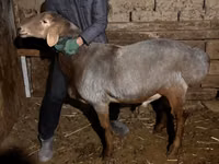 मेढ़ा, Rhon sheep — फ़ोटो 2