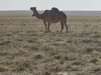 ऊँट (लॉट, लिंग निर्दिष्ट नहीं), Anafi camel — फ़ोटो 1