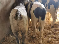 Dibi, Dutch cow (Extinct) — sawirka 2
