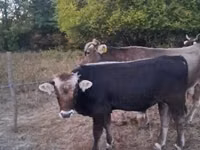 Bulle, Braune Karpatenrasse — Foto 2