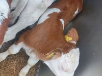ثور, Simmental cattle — الصورة 1