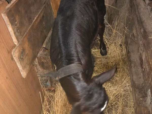 公牛, Cattle
