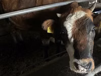 母牛, Cattle — 照片 3
