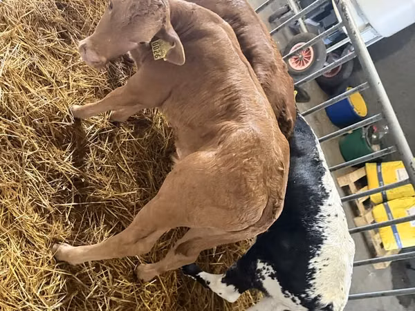 Bovinos (lote, sexo no especificado), Ganado vacuno