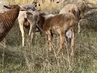 كبش, Katum sheep — الصورة 3