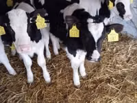 Bull, Holstein breed — photo 2