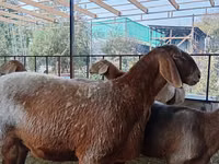 نعجة, Arashan sheep — الصورة 5